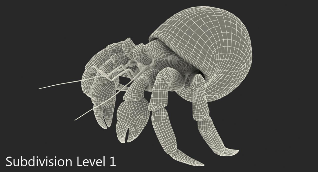 Hermit Crab Rigged with Fur 3D