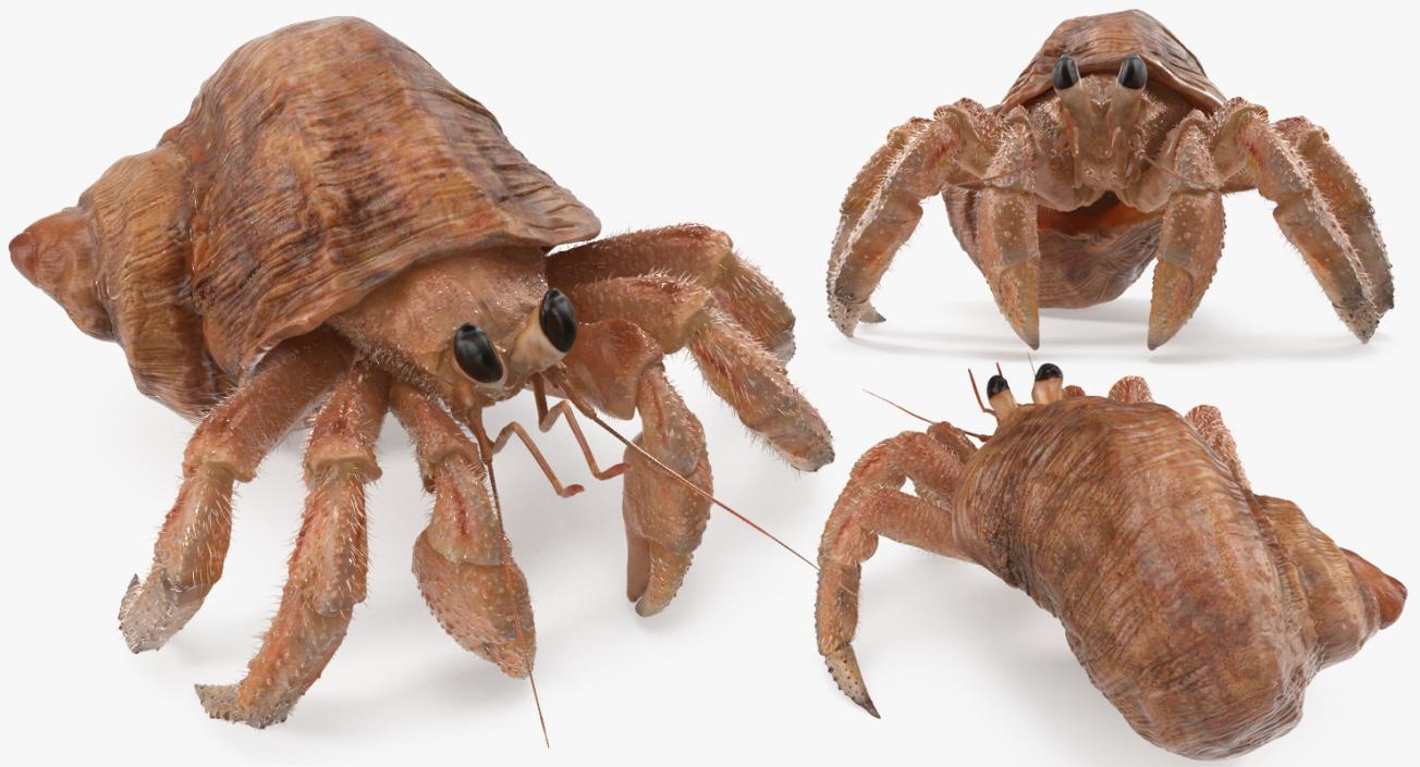 Hermit Crab Rigged with Fur 3D