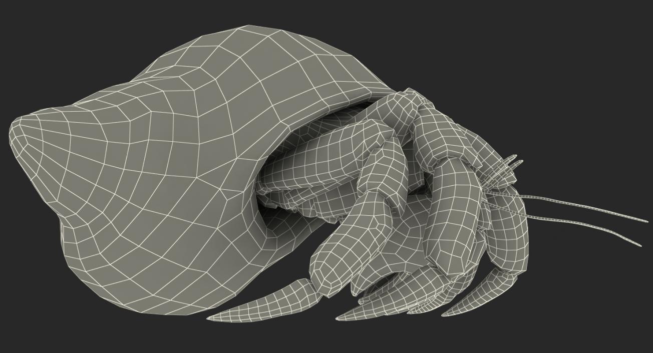 Hermit Crab Rigged with Fur 3D