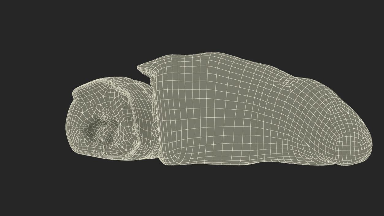 3D Croissant Halves 2 model