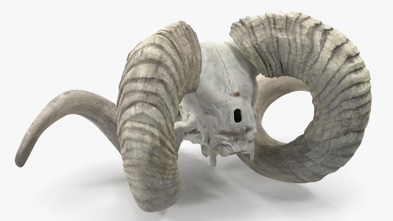 Skulls Collection 4 3D model