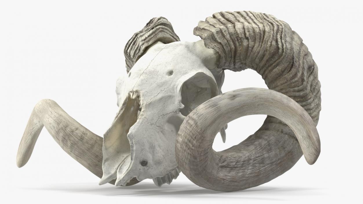 Skulls Collection 4 3D model