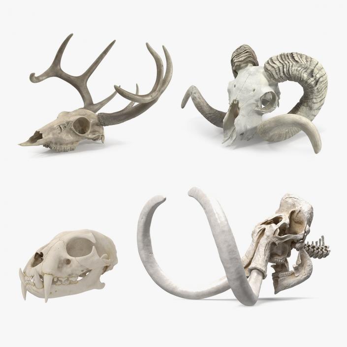 Skulls Collection 4 3D model