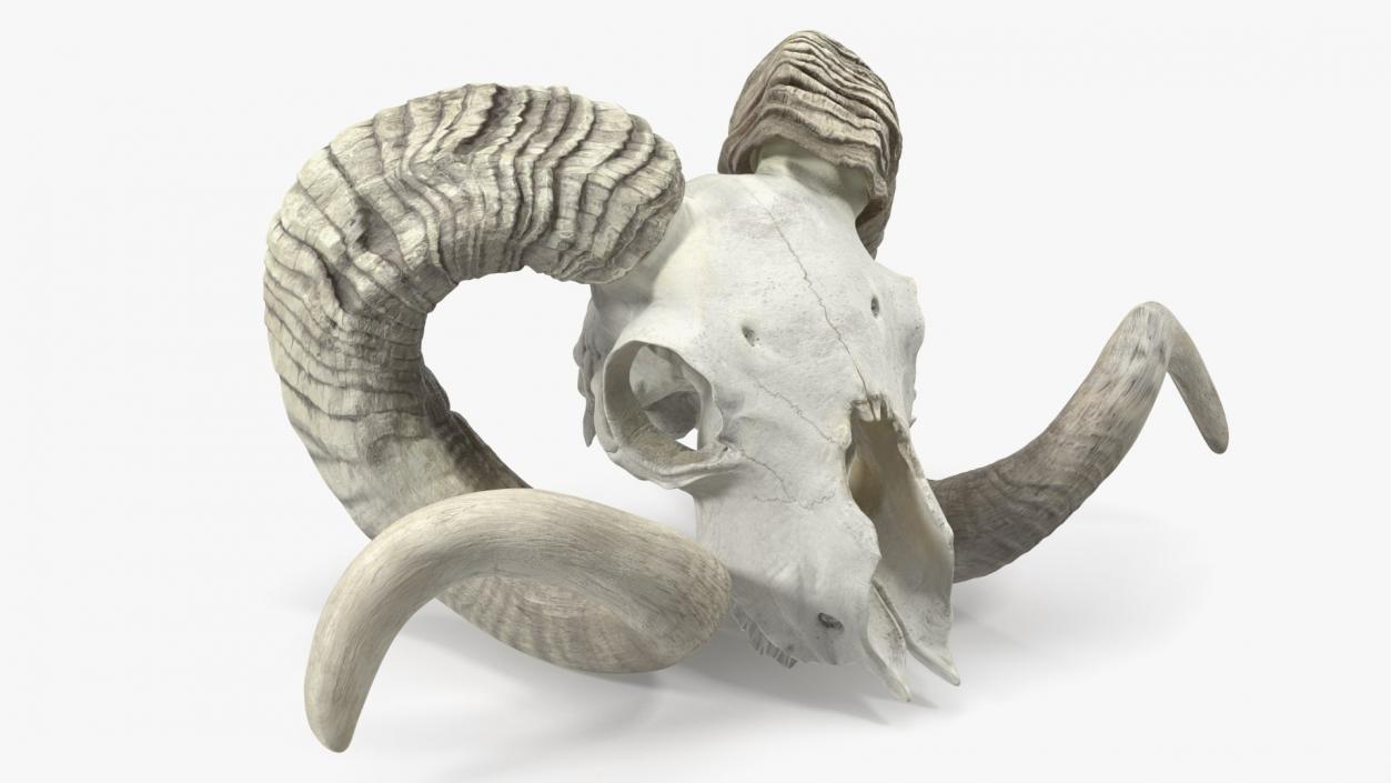 Skulls Collection 4 3D model