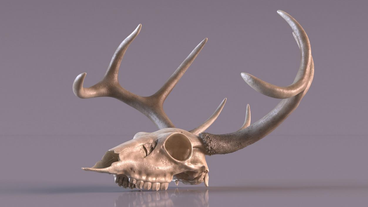 Skulls Collection 4 3D model