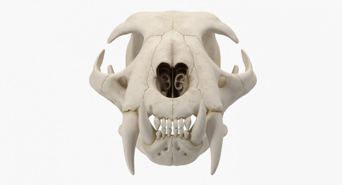 Skulls Collection 4 3D model