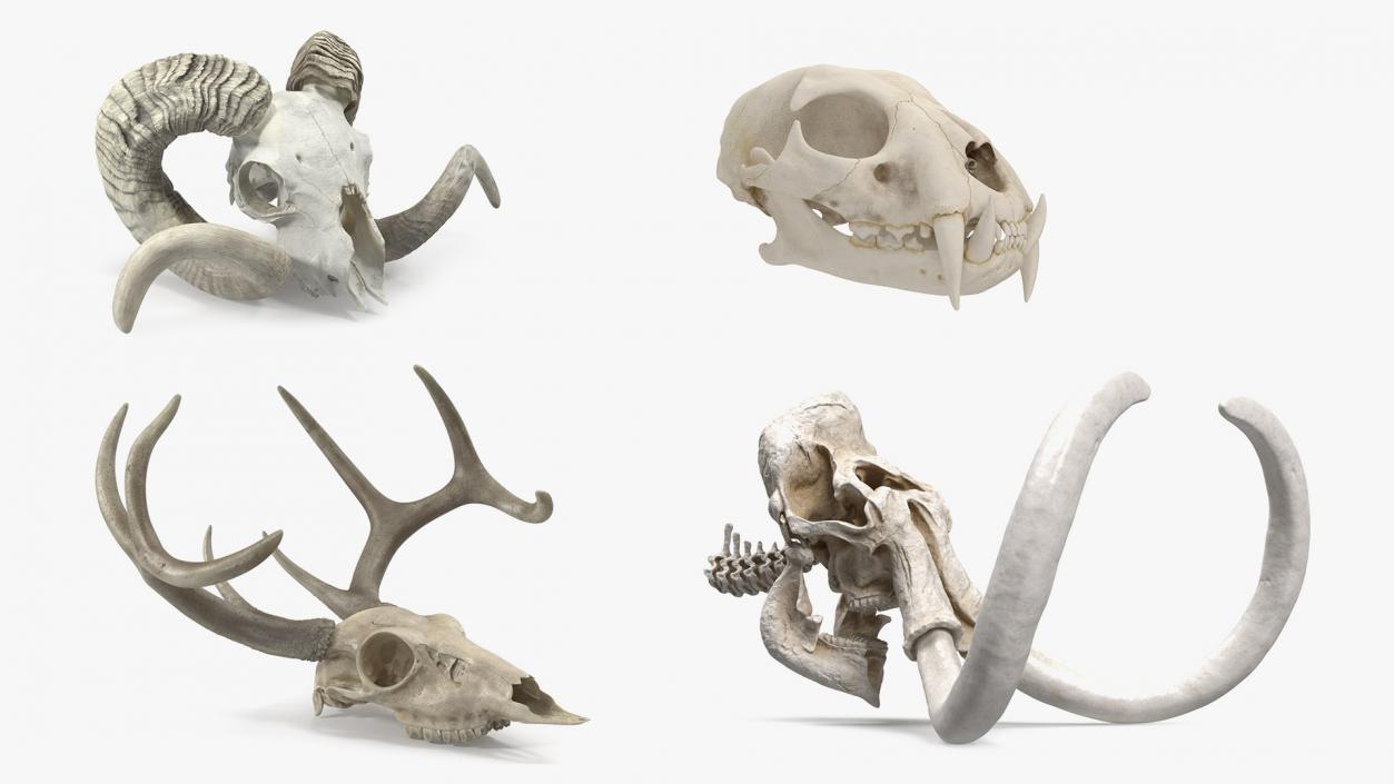 Skulls Collection 4 3D model