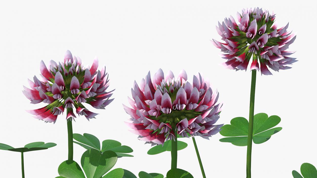 3D model Blooming Red Clover Field