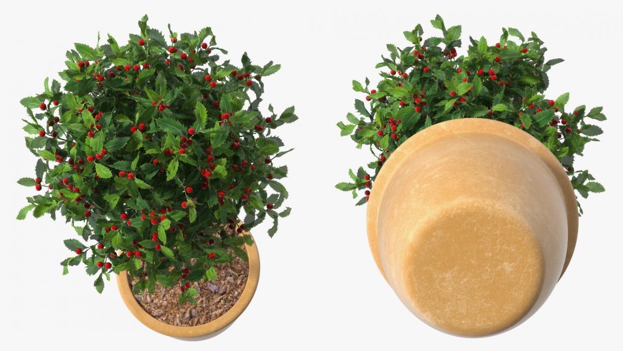 3D Holly Pot Plant Green with Fruits model