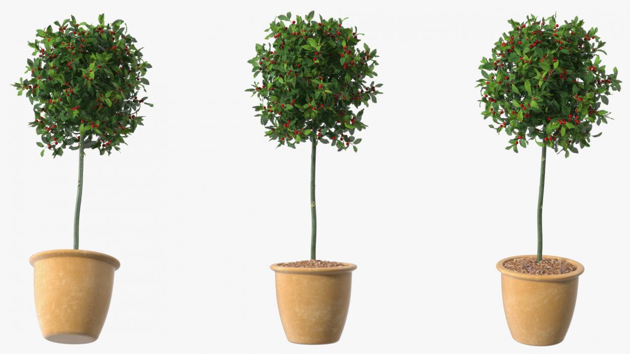 3D Holly Pot Plant Green with Fruits model