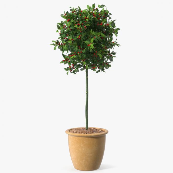 3D Holly Pot Plant Green with Fruits model