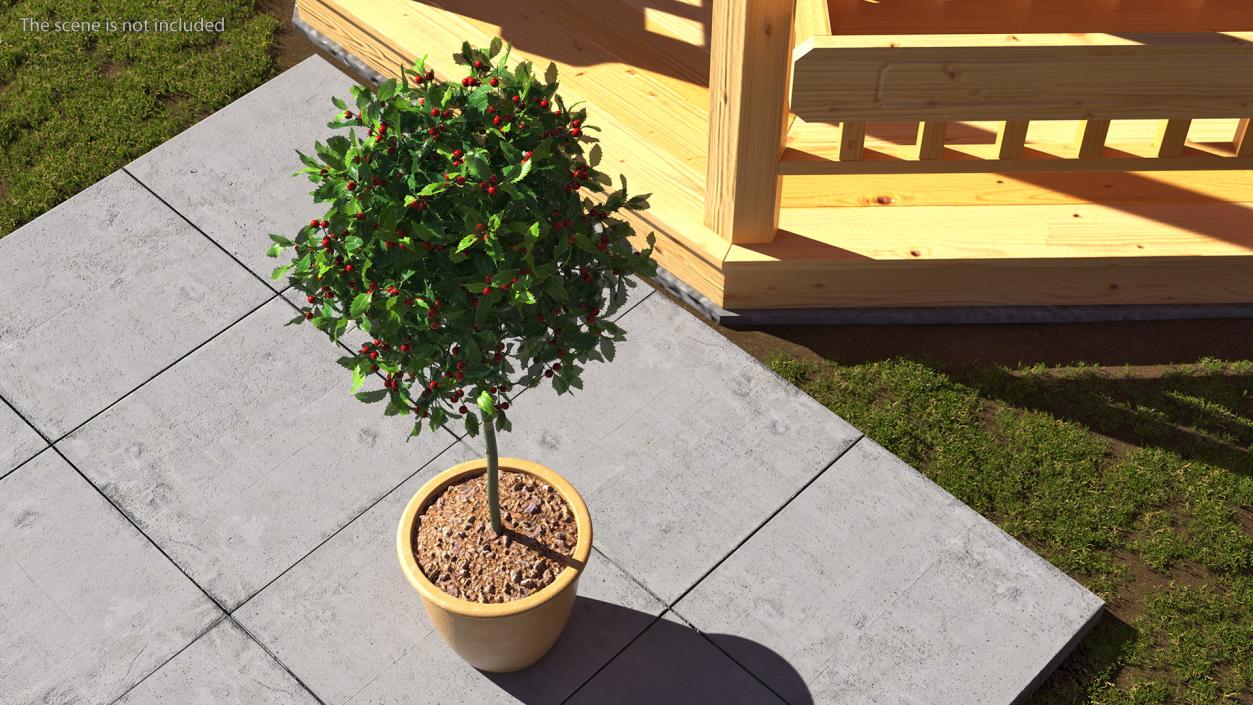 3D Holly Pot Plant Green with Fruits model