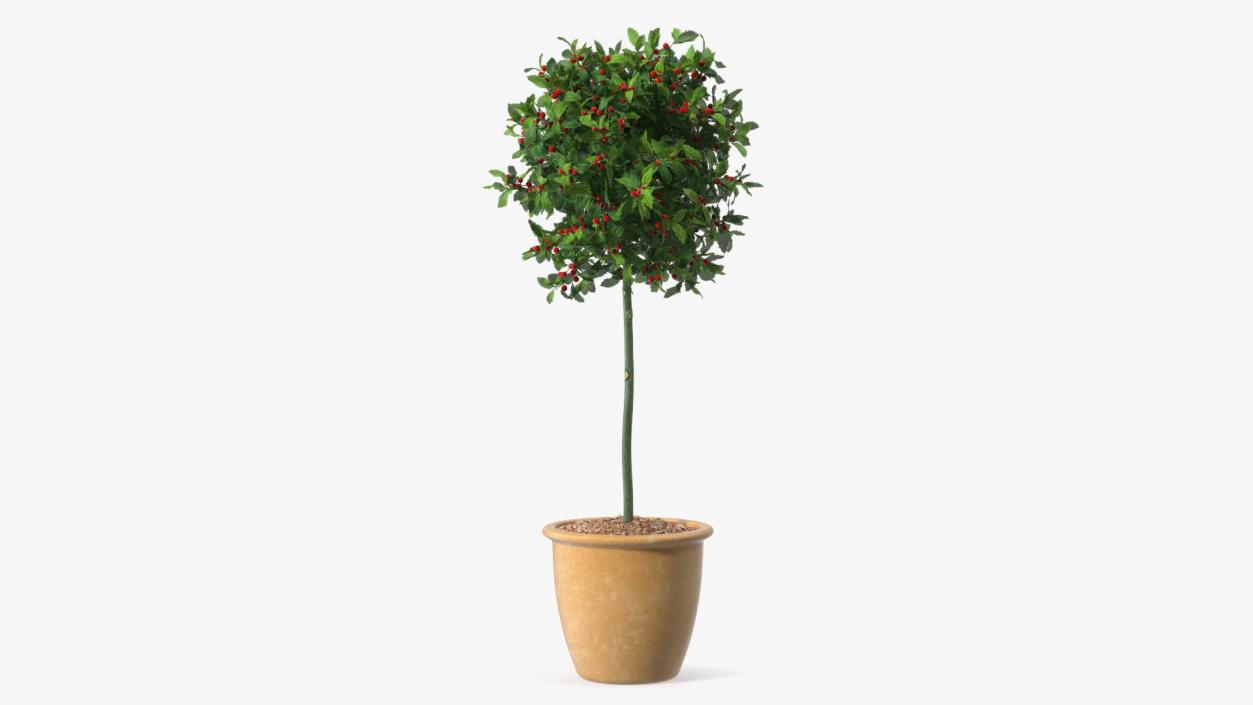 3D Holly Pot Plant Green with Fruits model