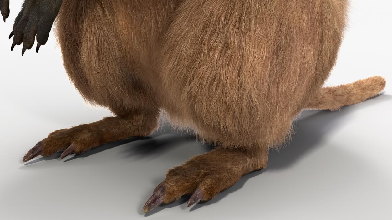 3D Quokka Kangaroo Rigged Fur