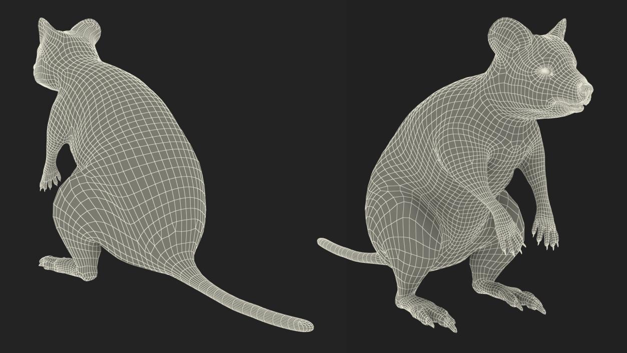 3D Quokka Kangaroo Rigged Fur