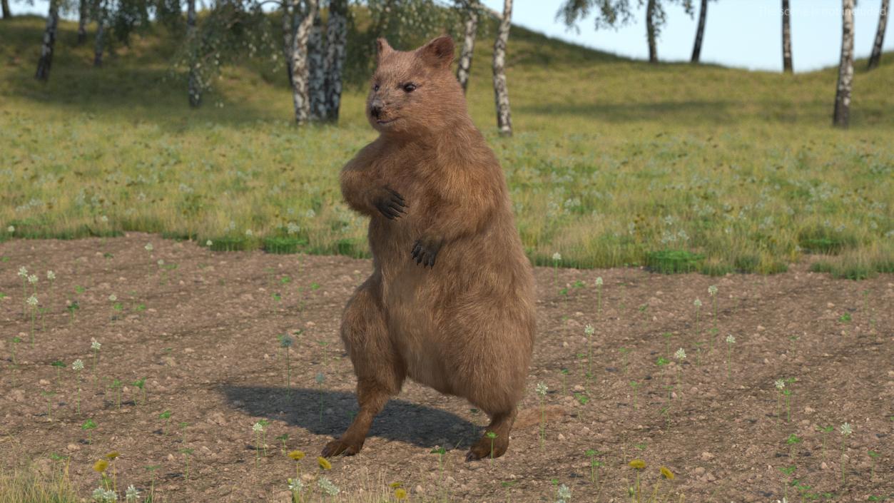 3D Quokka Kangaroo Rigged Fur