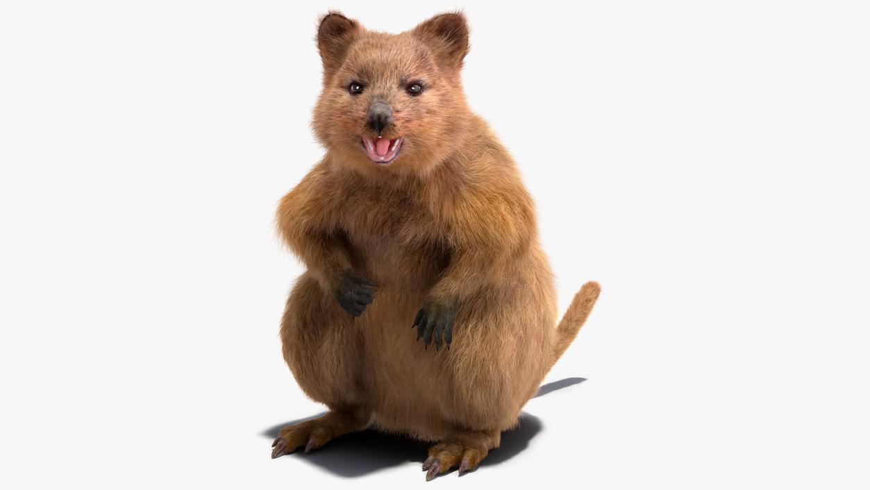 3D Quokka Kangaroo Rigged Fur