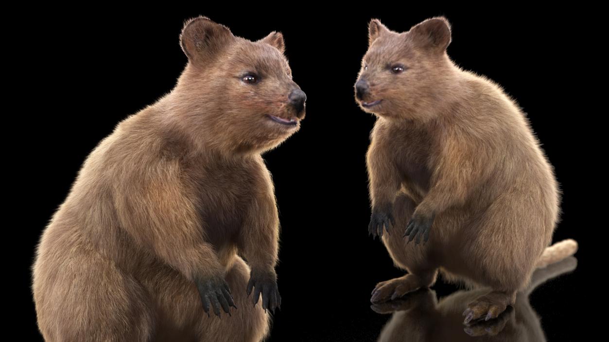 3D Quokka Kangaroo Rigged Fur