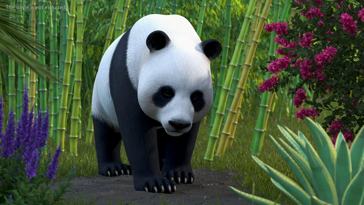 Giant Panda Walking Pose 3D model