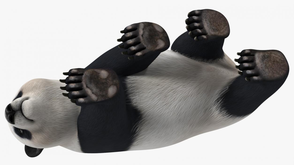 Giant Panda Walking Pose 3D model