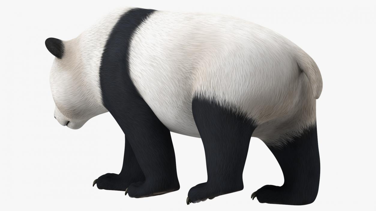 Giant Panda Walking Pose 3D model