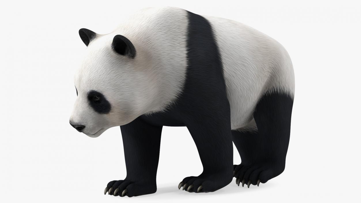 Giant Panda Walking Pose 3D model