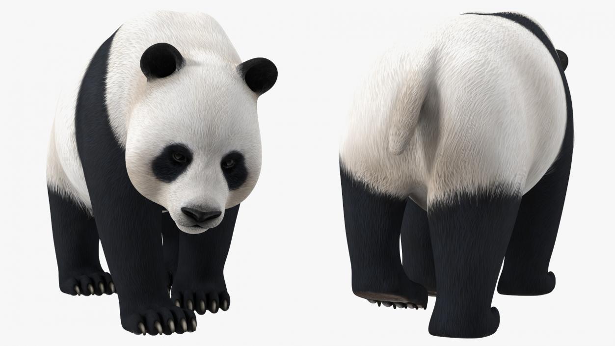 Giant Panda Walking Pose 3D model