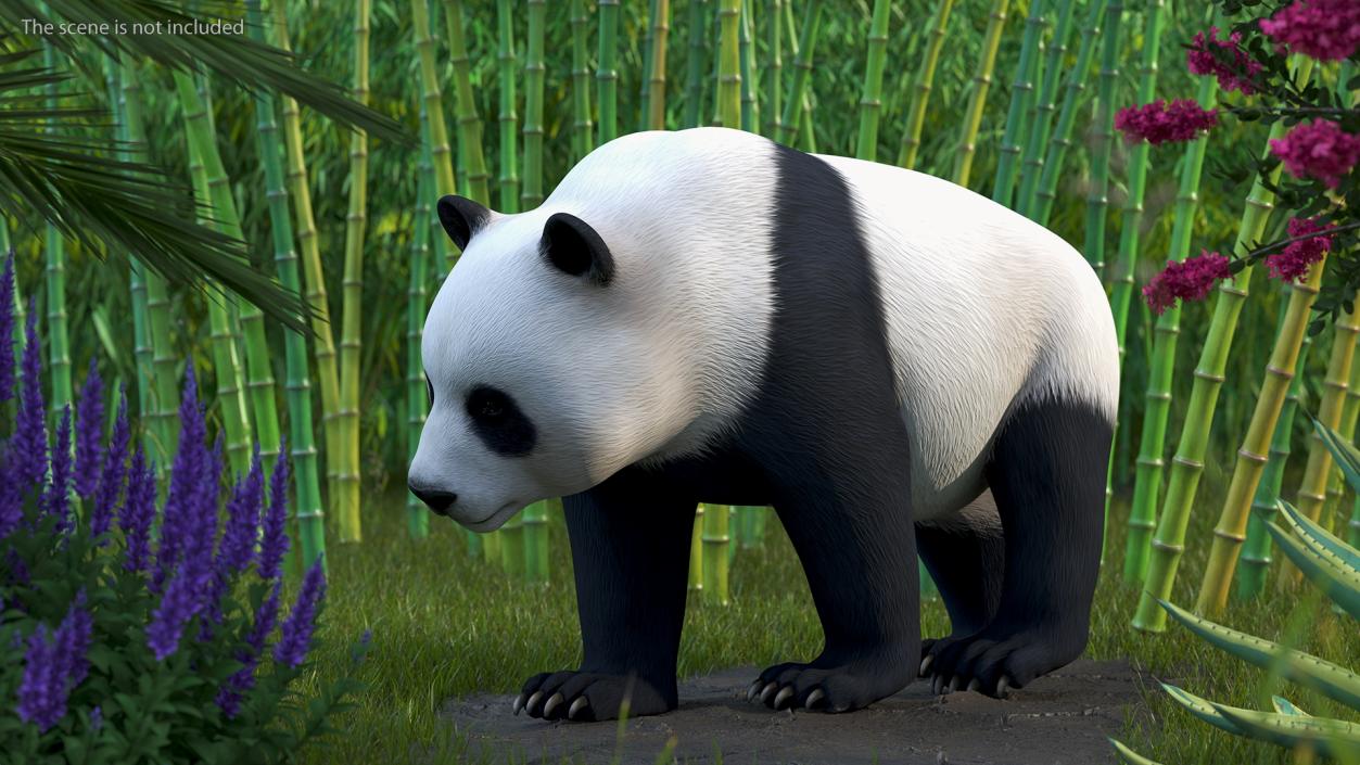 Giant Panda Walking Pose 3D model