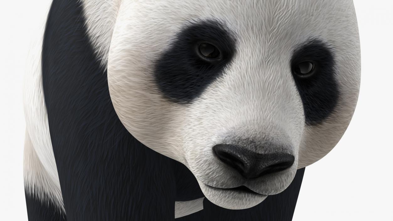 Giant Panda Walking Pose 3D model