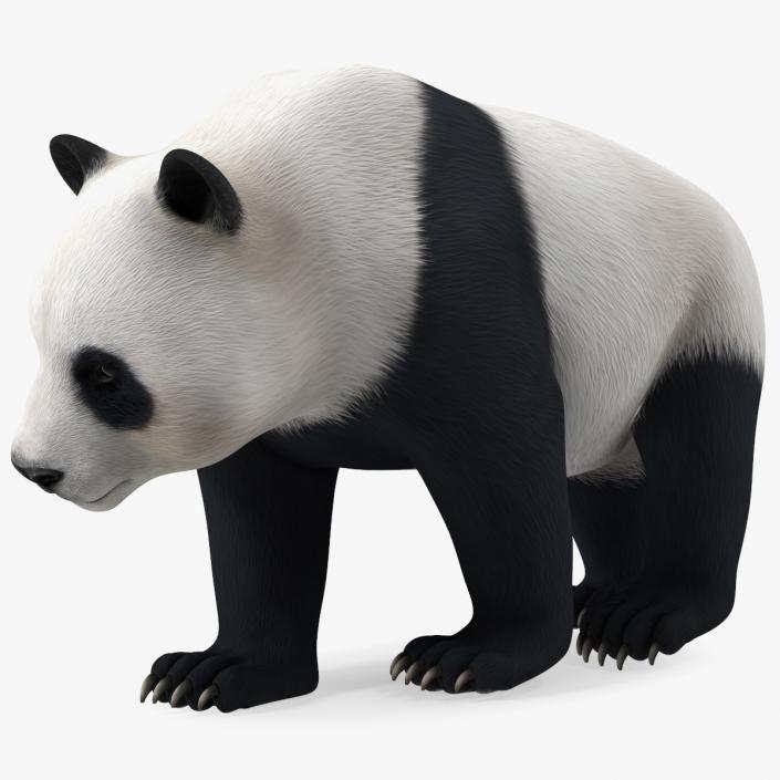 Giant Panda Walking Pose 3D model