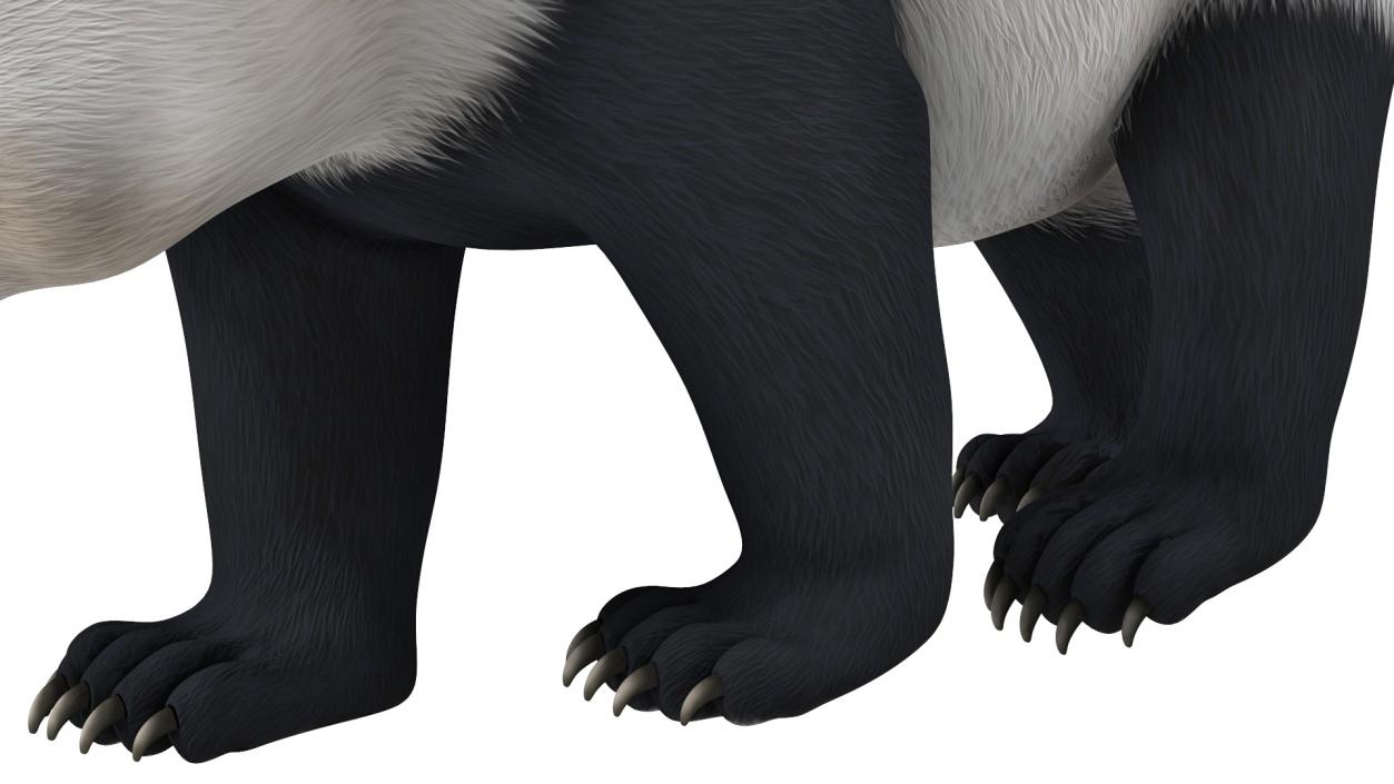 Giant Panda Walking Pose 3D model