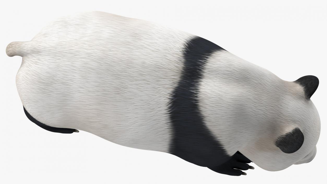 Giant Panda Walking Pose 3D model