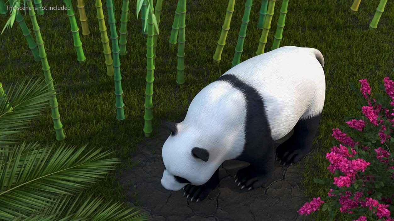 Giant Panda Walking Pose 3D model