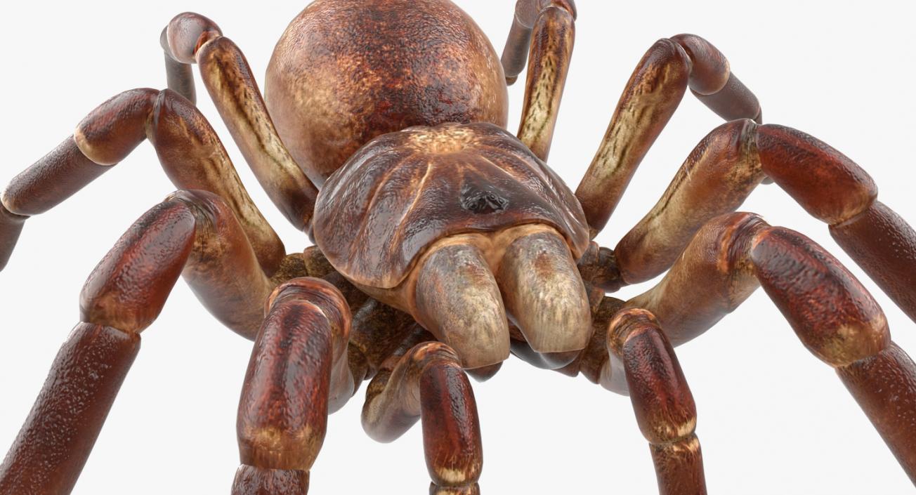 Goliath Birdeater 3D