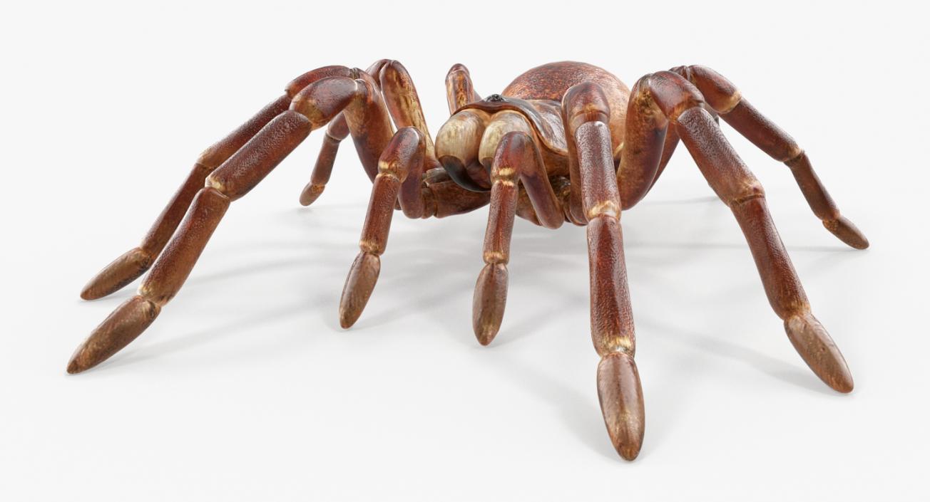 Goliath Birdeater 3D