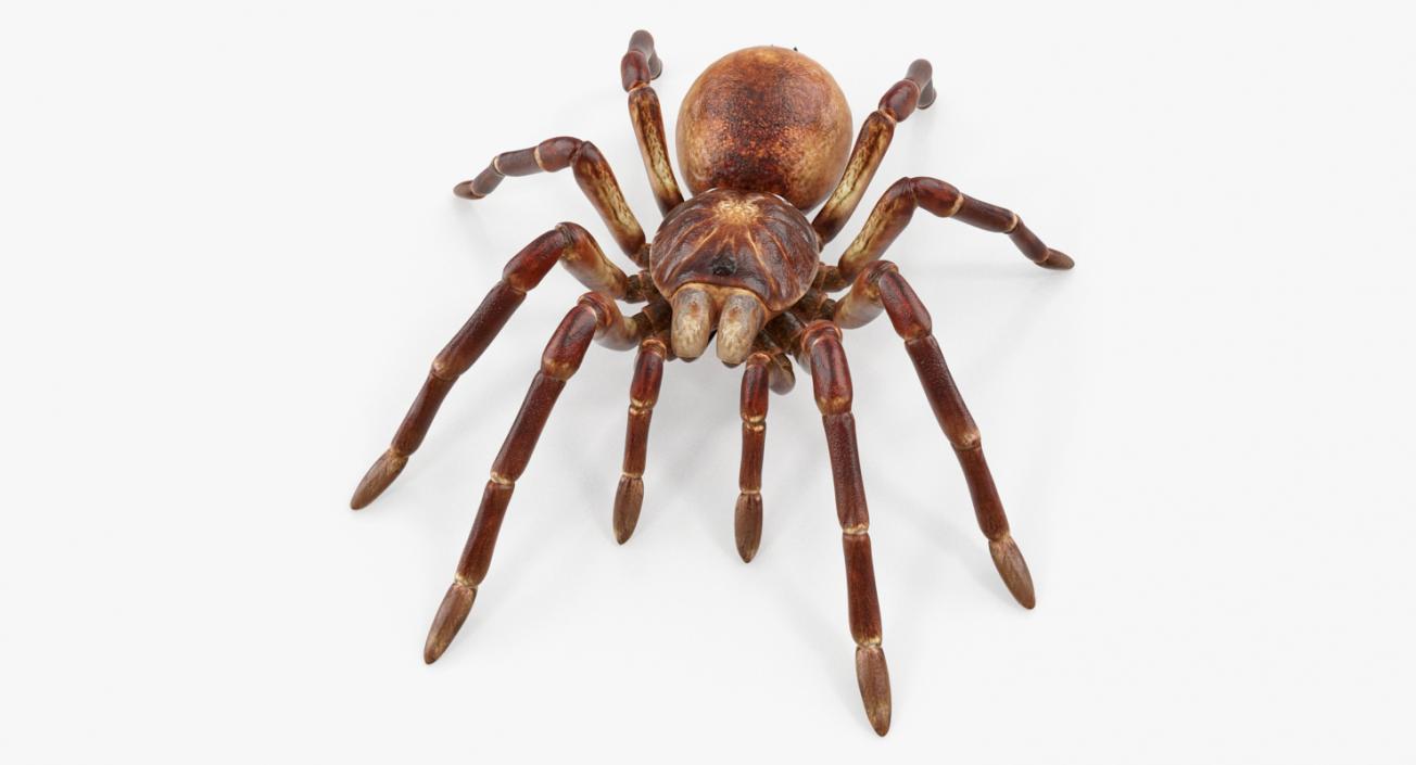 Goliath Birdeater 3D