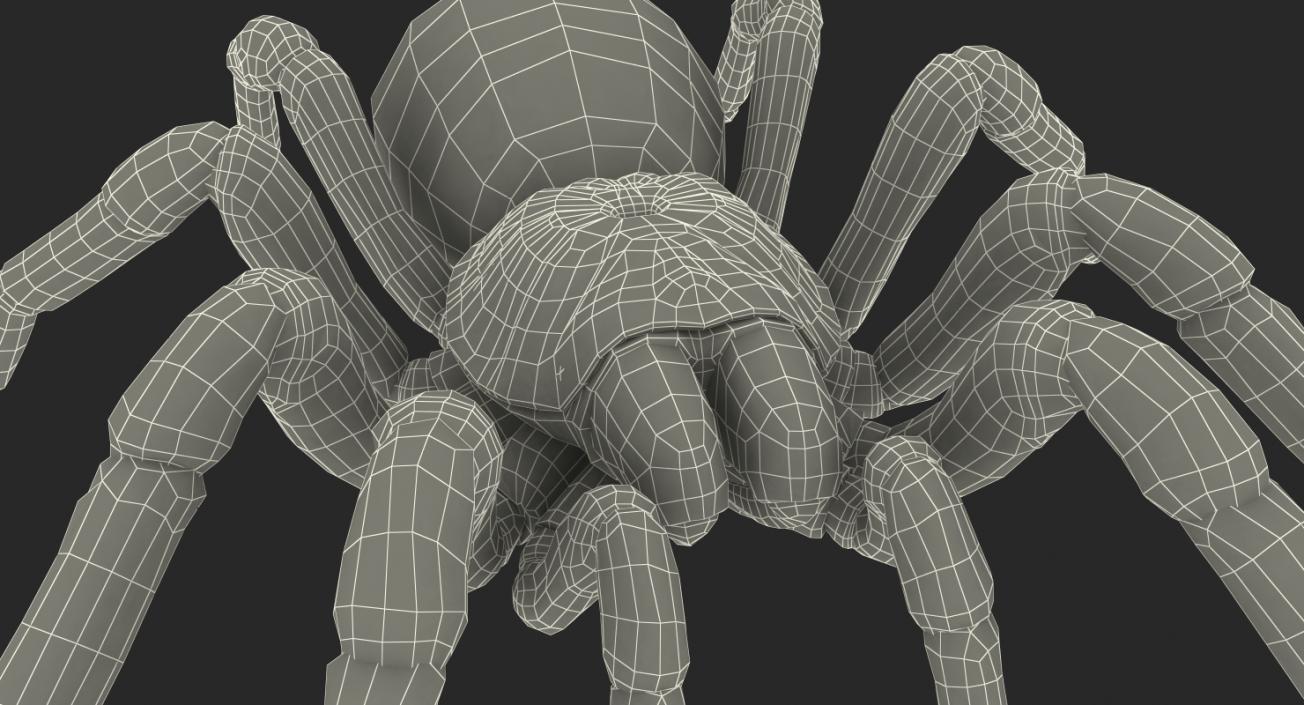 Goliath Birdeater 3D