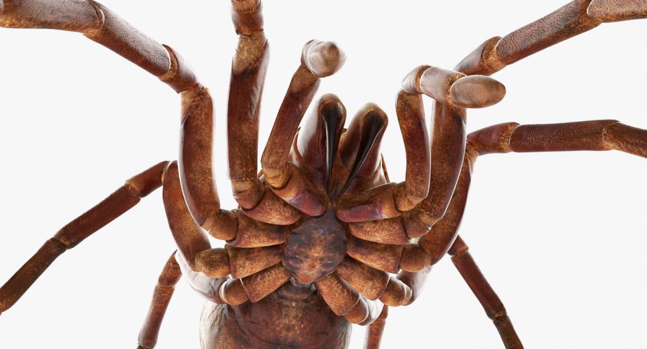 Goliath Birdeater 3D