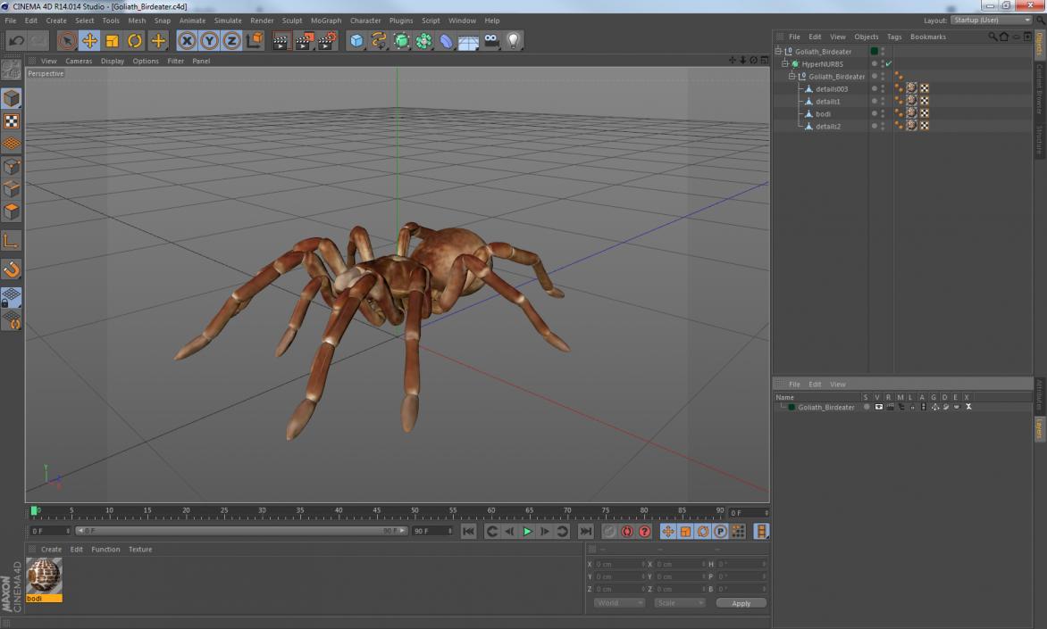 Goliath Birdeater 3D