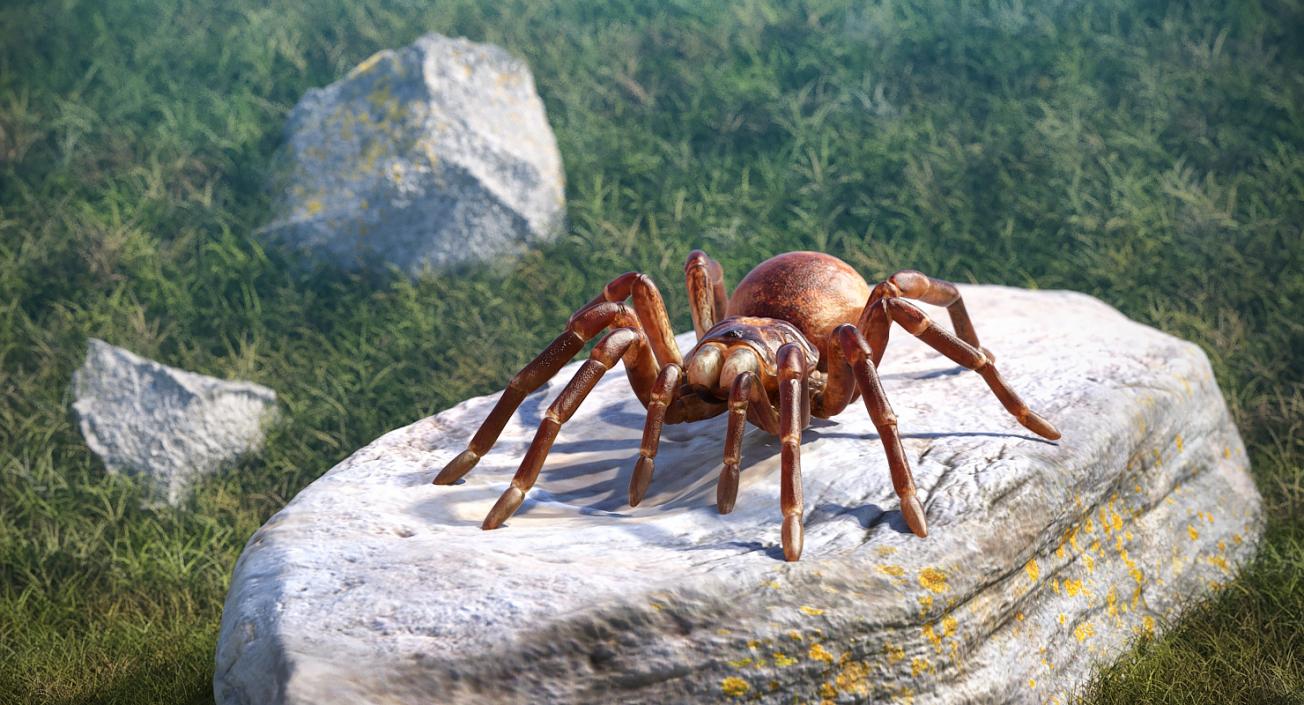 Goliath Birdeater 3D