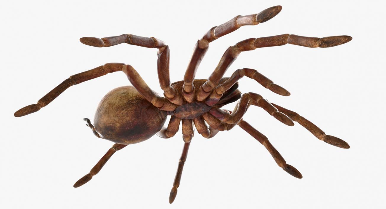 Goliath Birdeater 3D