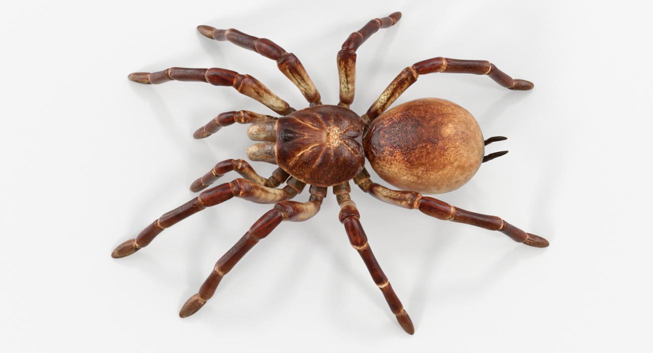 Goliath Birdeater 3D