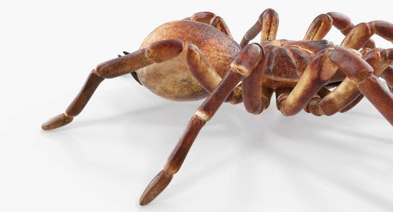 Goliath Birdeater 3D