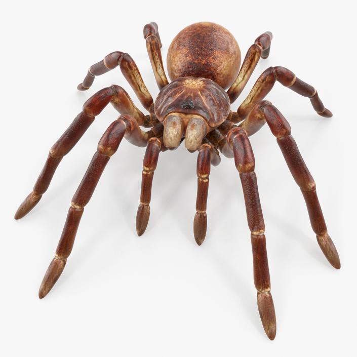 Goliath Birdeater 3D