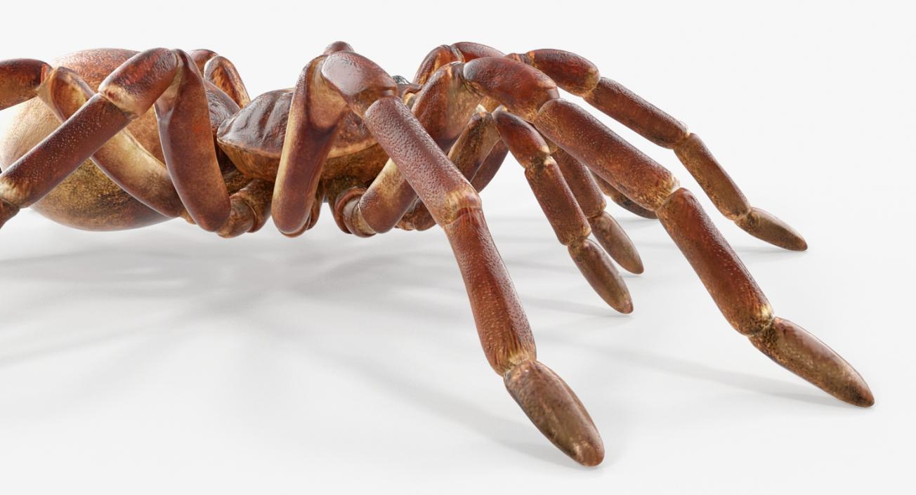 Goliath Birdeater 3D