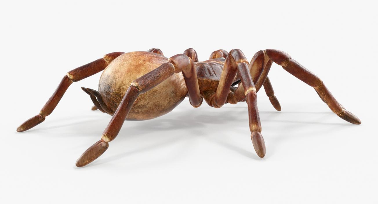 Goliath Birdeater 3D