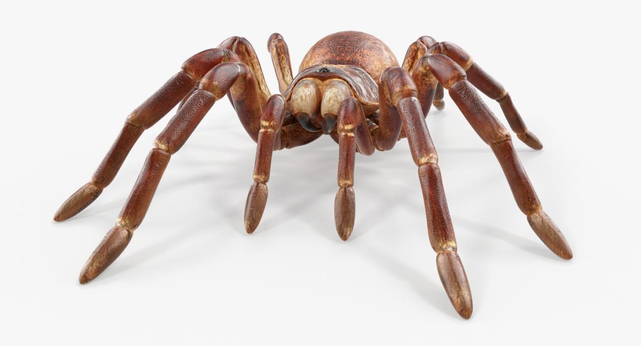 Goliath Birdeater 3D