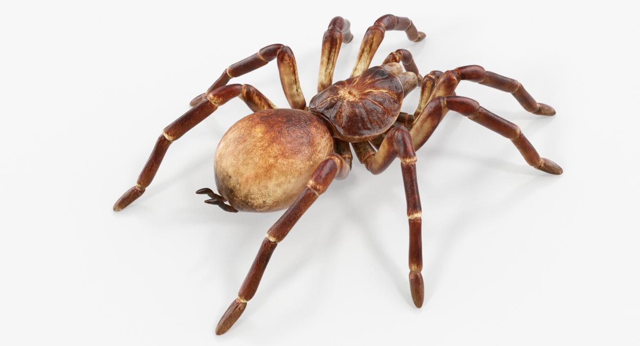 Goliath Birdeater 3D