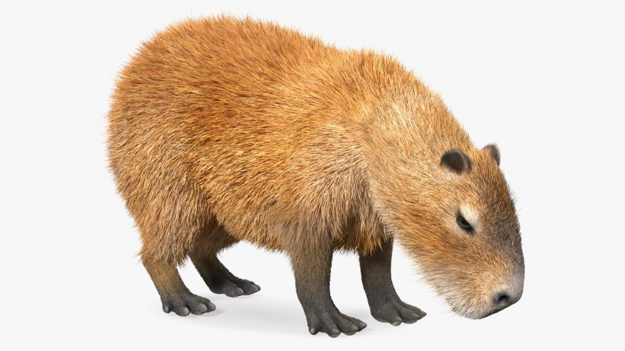 Capybara Eating Pose Fur 3D model