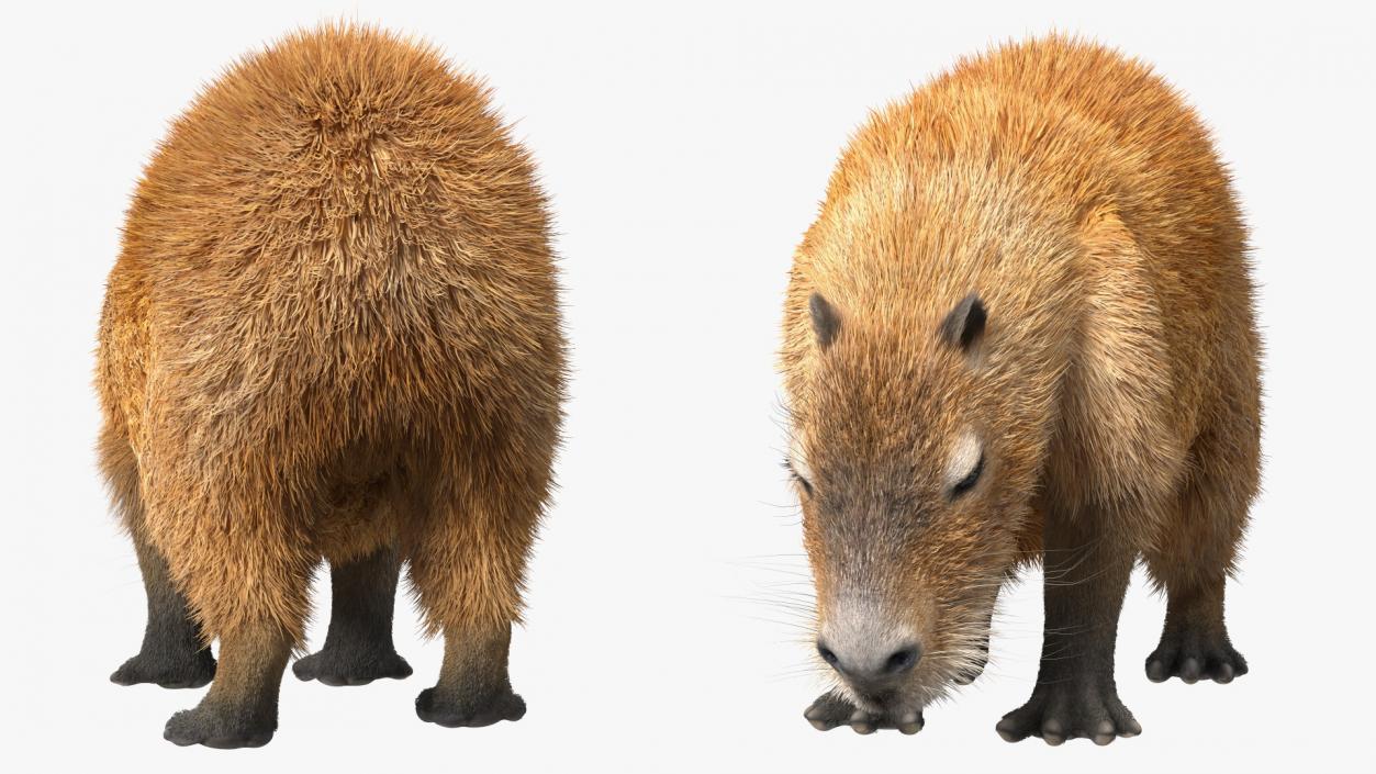 Capybara Eating Pose Fur 3D model